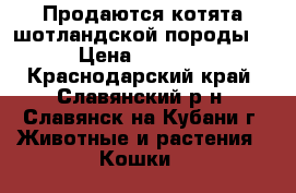 Продаются котята шотландской породы. › Цена ­ 3 000 - Краснодарский край, Славянский р-н, Славянск-на-Кубани г. Животные и растения » Кошки   